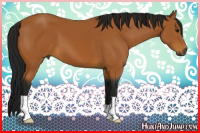 Horse Color:Gray Buckskin 