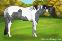 Horse Color:Gray Blue Roan Tobiano 