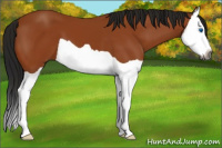 Horse Color:Gray Buckskin Splash