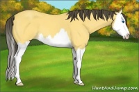Horse Color:Buckskin Roan Splash