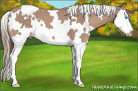 Horse Color:Gray White Spotted Perlino Splash 