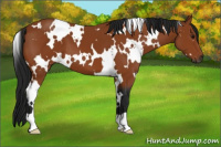 Horse Color:Gray White Spotted Buckskin 