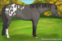 Horse Color:Grullo Varnish 