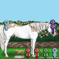 Horse Color:Gray Silver Perlino Splash Appaloosa 