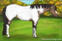 Horse Color:Bay Dun Appaloosa 