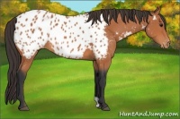 Horse Color:Bay Appaloosa 