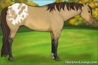 Horse Color:Bay Dun Appaloosa 