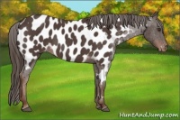 Horse Color:Liver Red Roan Appaloosa 