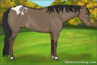 Horse Color:Liver Red Dun Appaloosa 