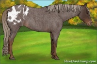 Horse Color:Liver Red Roan Appaloosa Rabicano 