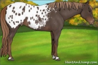Horse Color:Liver Red Roan Appaloosa