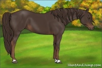 Horse Color:Liver Chestnut 