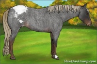 Horse Color:Liver Red Roan Appaloosa 
