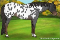 Horse Color:Liver Red Roan Appaloosa
