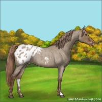 Horse Color:Liver Red Dun Roan Appaloosa