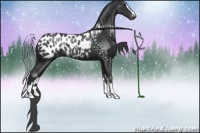 Horse Color:Black Sabino Appaloosa Rabicano
