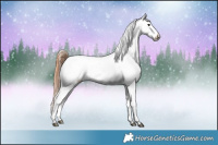 Horse Color:Black Sabino Near Leopard Rabicano 