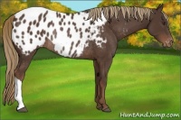 Horse Color:Liver Chestnut Appaloosa Rabicano 