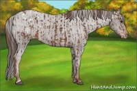 Horse Color:Chestnut Sabino Appaloosa  and Liver Chestnut Sabino Appaloosa 