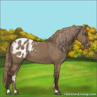 Horse Color:Liver Red Dun Sabino Blanket 
