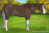 Horse Color:Liver Chestnut Splash 