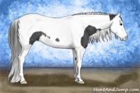 Horse Color:Black Splash Tobiano Rabicano