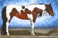 Horse Color:Brown Tobiano Appaloosa