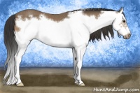 Horse Color:Buckskin Sabino Splash Frame Rabicano 