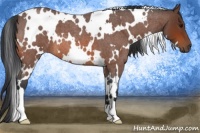 Horse Color:White Spotted Bay Roan