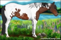 Horse Color:Brown Tobiano Appaloosa