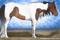 Horse Color:Bay Tobiano Appaloosa Rabicano