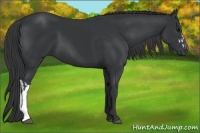 Horse Color:Black  and Black 
