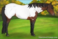 Horse Color:Bay Appaloosa 