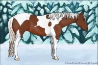 Horse Color:Silver Bay Tobiano 
