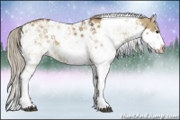 Horse Color:Liver Red Dun Sabino Splash 