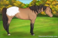 Horse Color:Bay Appaloosa 