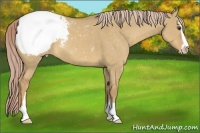 Horse Color:Palomino Dun Sabino Appaloosa 