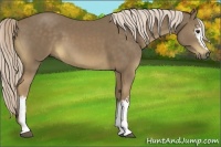 Horse Color:White Spotted Chocolate Palomino 
