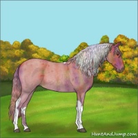 Horse Color:Nacre Palomino Roan Tobiano