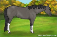 Horse Color:Grullo Tobiano