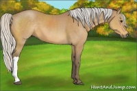 Horse Color:Silver Buckskin 