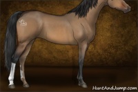 Horse Color:Bay Dun