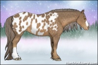 Horse Color:Chocolate Palomino Appaloosa 