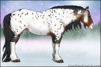 Horse Color:Brown Onyx Appaloosa