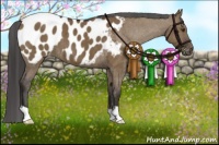 Horse Color:Liver Red Dun Appaloosa Brindle 