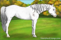 Horse Color:Bay Sabino Splash 