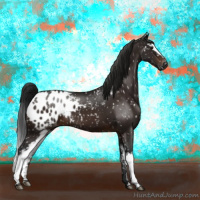 Horse Color:Gray White Spotted Brown Appaloosa 