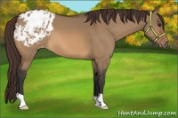 Horse Color:Bay Dun Appaloosa 