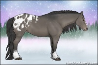 Horse Color:White Spotted Grullo Appaloosa 