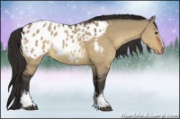 Horse Color:White Spotted Bay Dun Appaloosa